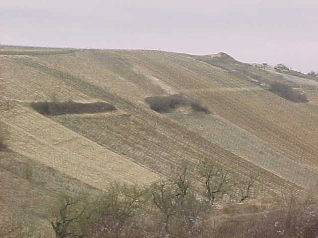 520 - VUE D'UNE PARTIE DES VIGNOBLES.jpg